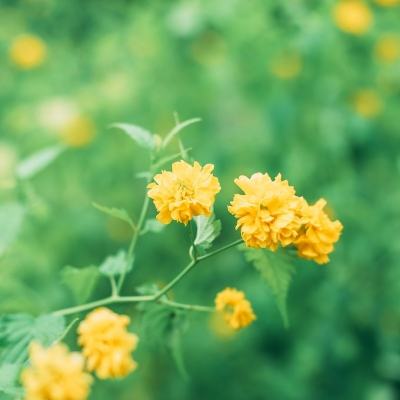 taptap鸡你太美手游下载